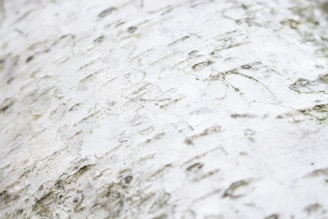 A macro shot of birch tree bark showcasing its unique texture.