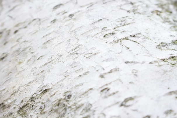 A macro shot of birch tree bark showcasing its unique texture.