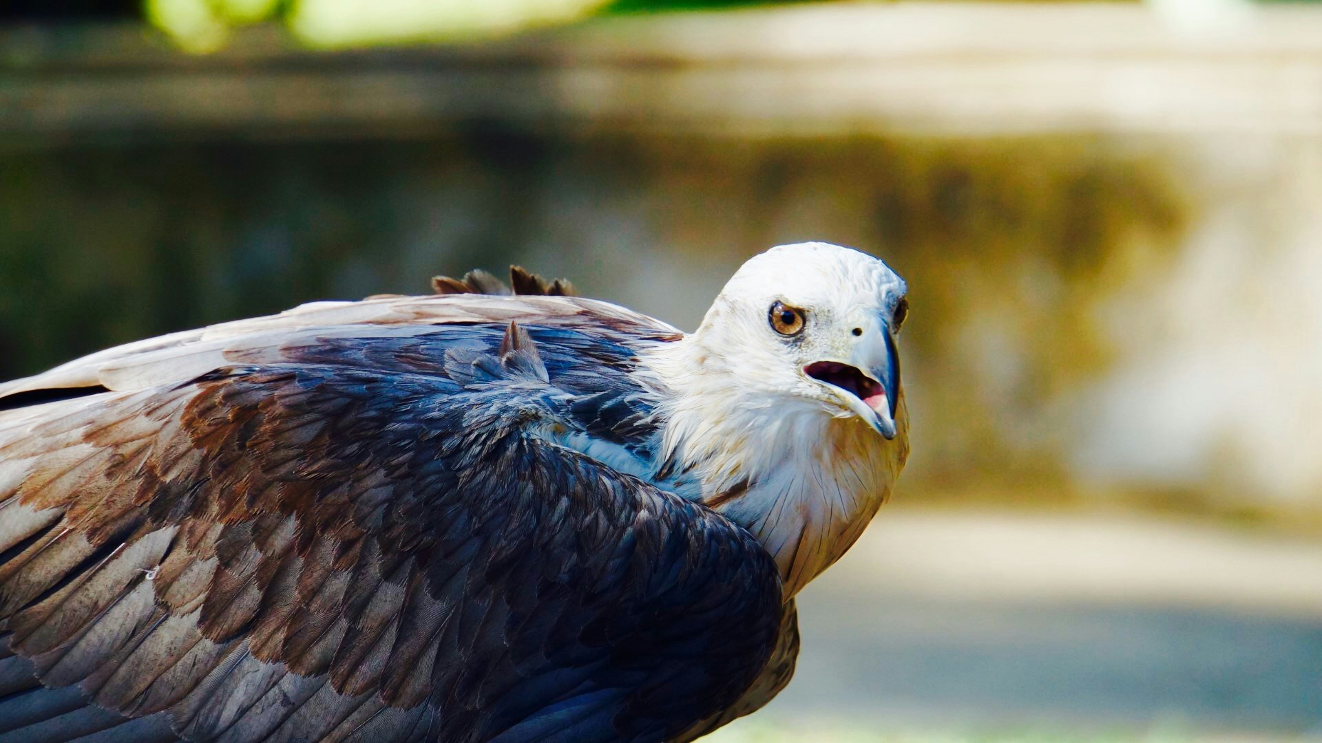 Free Unsplash photo from Naivy Santos Júnior