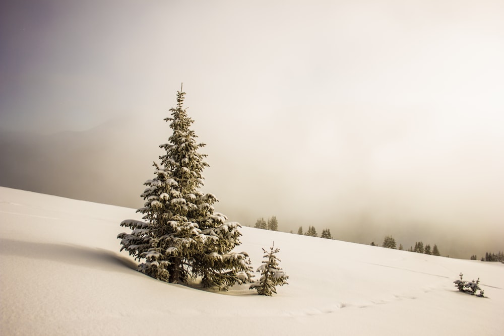 pinheiro cercado por campo de neve