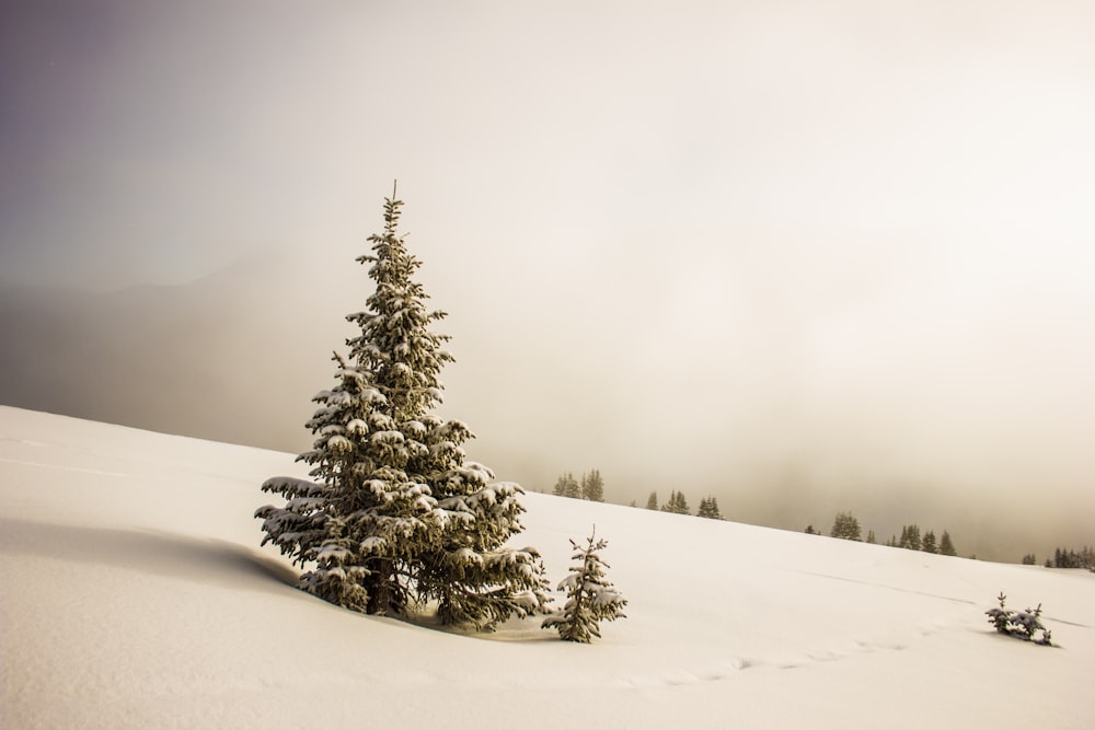 pine tree surrounded by snowfield