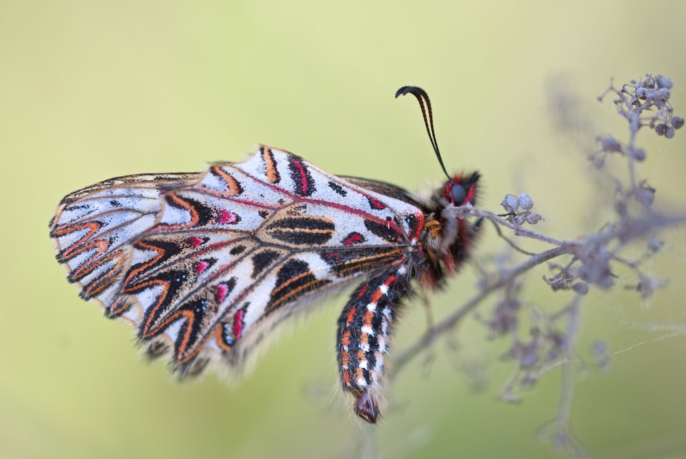macro photography of multicolored moth