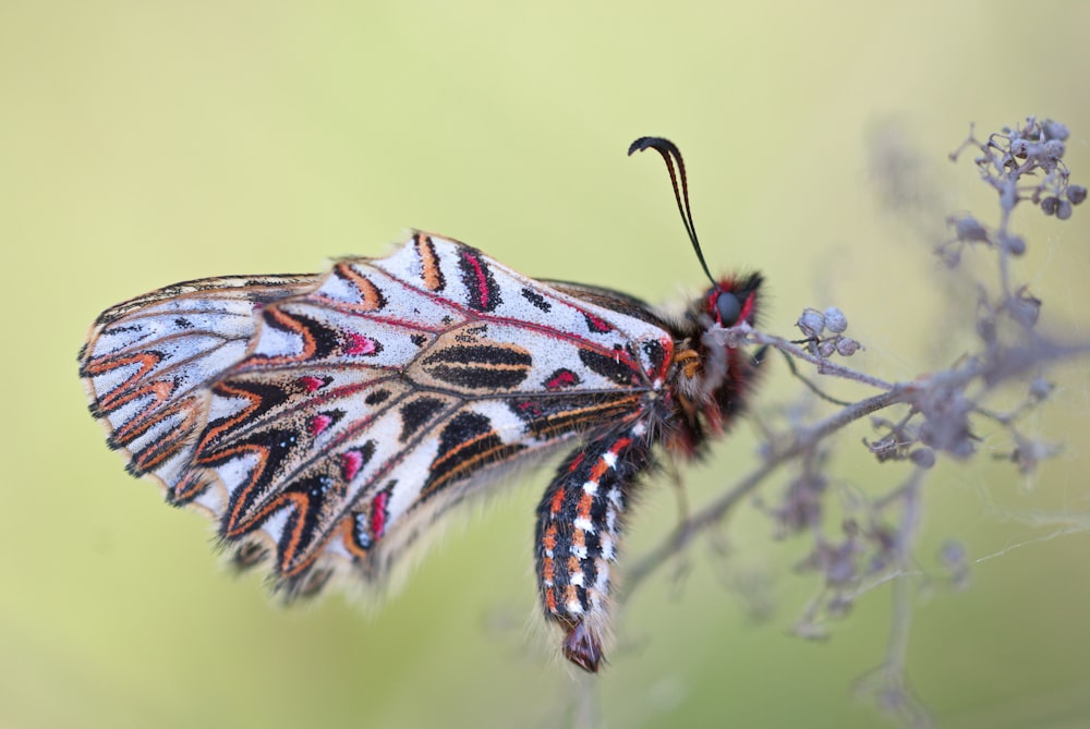 Fotografia macro de mariposa multicolorida