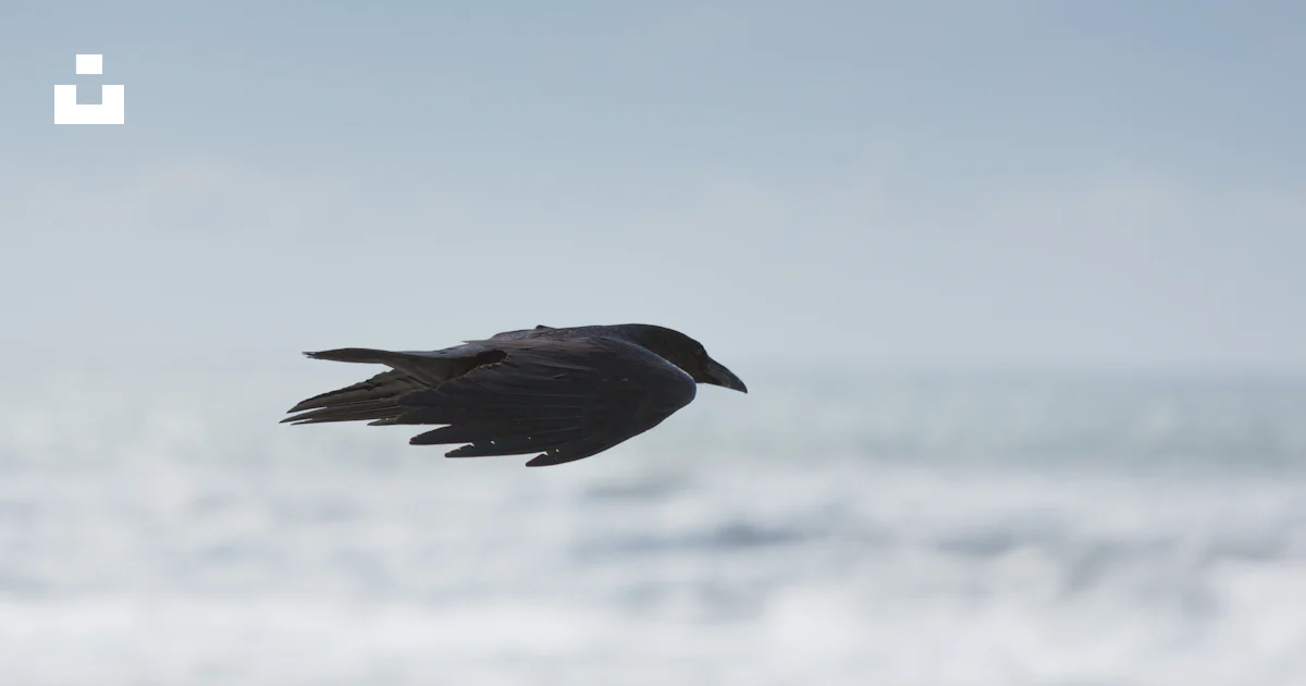 Selektive Fokusfotografie Eines Schwarzen Vogels Der In Der Luft selektive-fokusfotografie-eines-schwarzen-vogels-der-in-der-luft