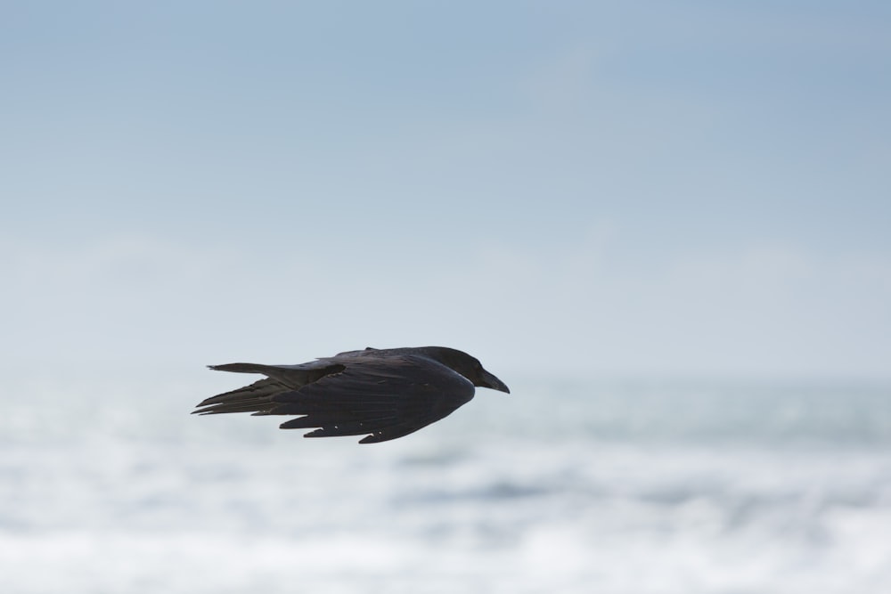 Fotografia selettiva di messa a fuoco dell'uccello nero che vola a mezz'aria