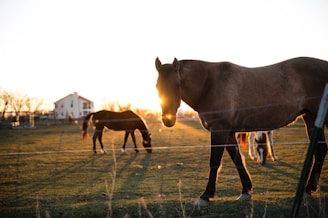 A family of horses grazing peacefully in a wide open field at sunset.