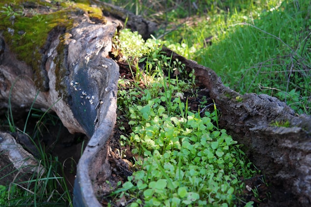 A fallen tree with a gnarled and weathered surface is covered in moss and new plant growth. Bright green seedlings sprout along the length of the decaying wood, surrounded by lush grass, indicating a thriving natural environment.