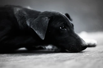 A gentle dog resting its head on a resident’s lap during a quiet moment on the porch of the house.
