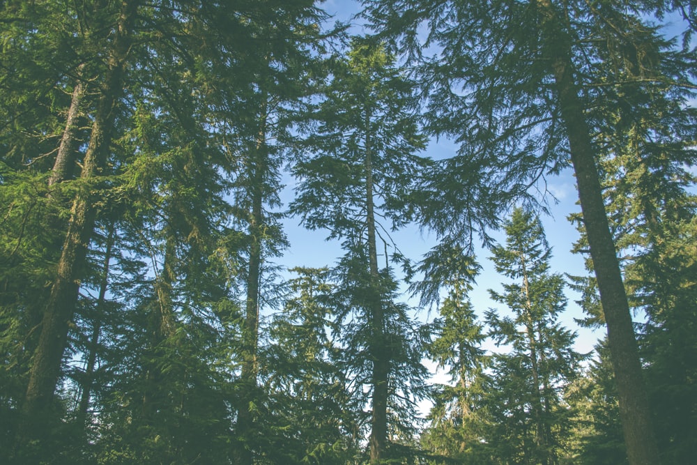 ground shot of green trees