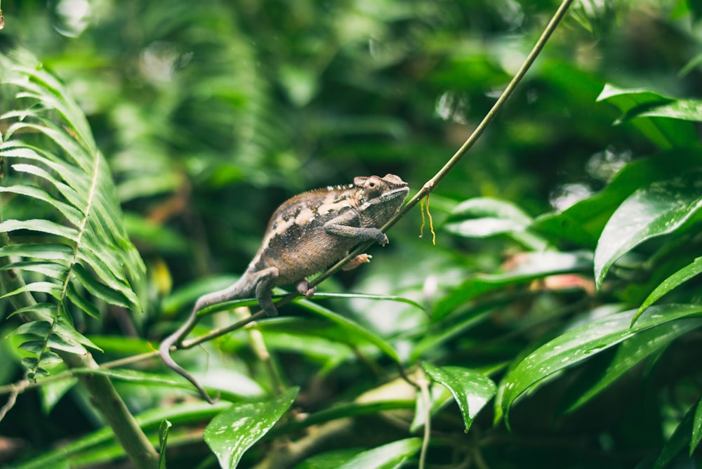 caméléon sur une branche de plante pendant la journée