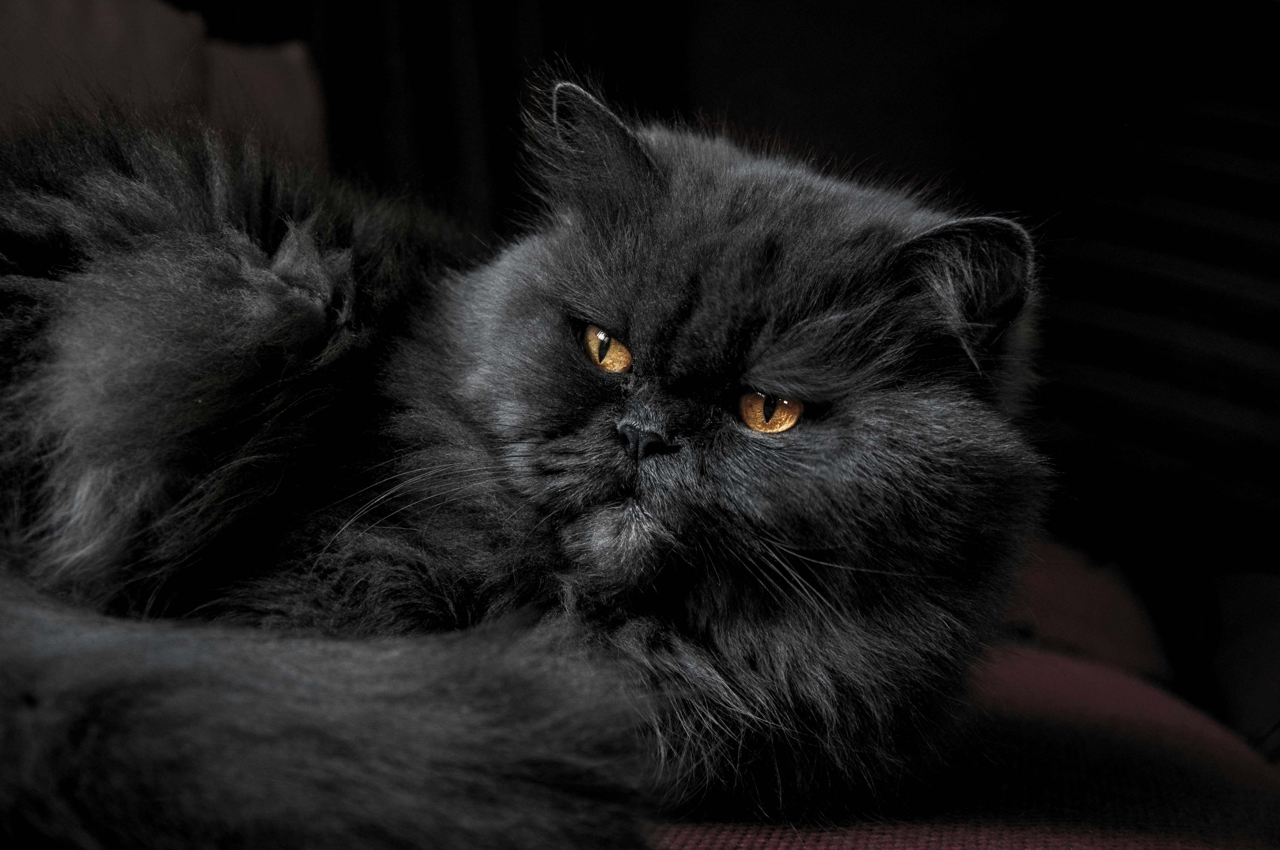 himalayan cat grey