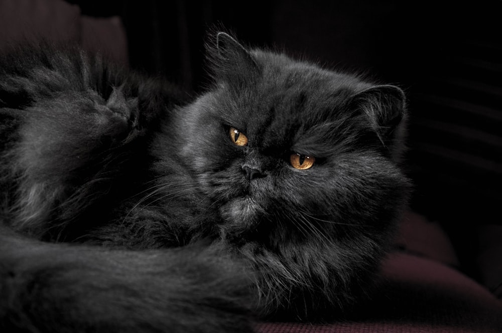 gray Himalayan cat on red fabric