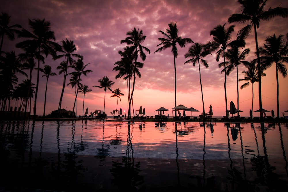 low angle photo of coconut trees beside body of water