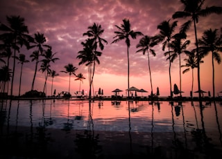 low angle photo of coconut trees beside body of water