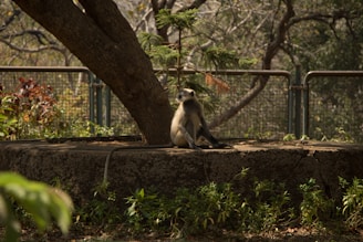 A monkey with light gray fur and a dark face sits on a concrete circular platform, leaning against a tree trunk. Surrounding the area are various small green plants, and a metal fence can be seen in the background, with blurred trees.