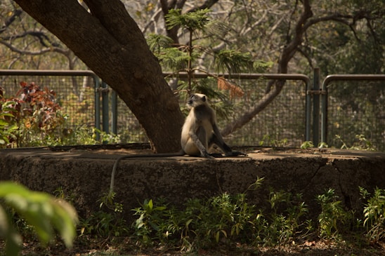 A monkey with light gray fur and a dark face sits on a concrete circular platform, leaning against a tree trunk. Surrounding the area are various small green plants, and a metal fence can be seen in the background, with blurred trees.
