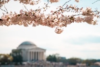 A branch of cherry blossoms in full bloom extends across the foreground with a soft focus temple-like structure in the background under a clear sky. The petals are a gentle pink, creating a serene and picturesque view.