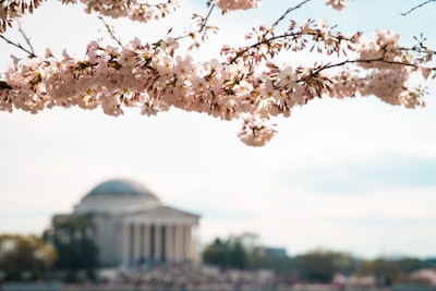 selective focus photography of white petaled flowers washington zoom background