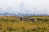 A peaceful scene of wildlife grazing in Nairobi National Park with the cityscape in the background.