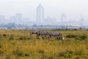 A peaceful scene of wildlife grazing in Nairobi National Park with the cityscape in the background.