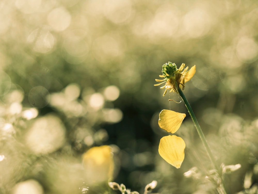 yellow petaled flower