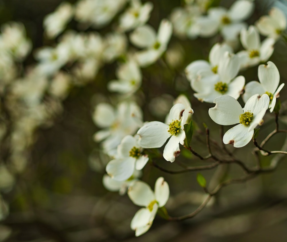 Fotografía de primer plano de lote de flores de pétalos blancos