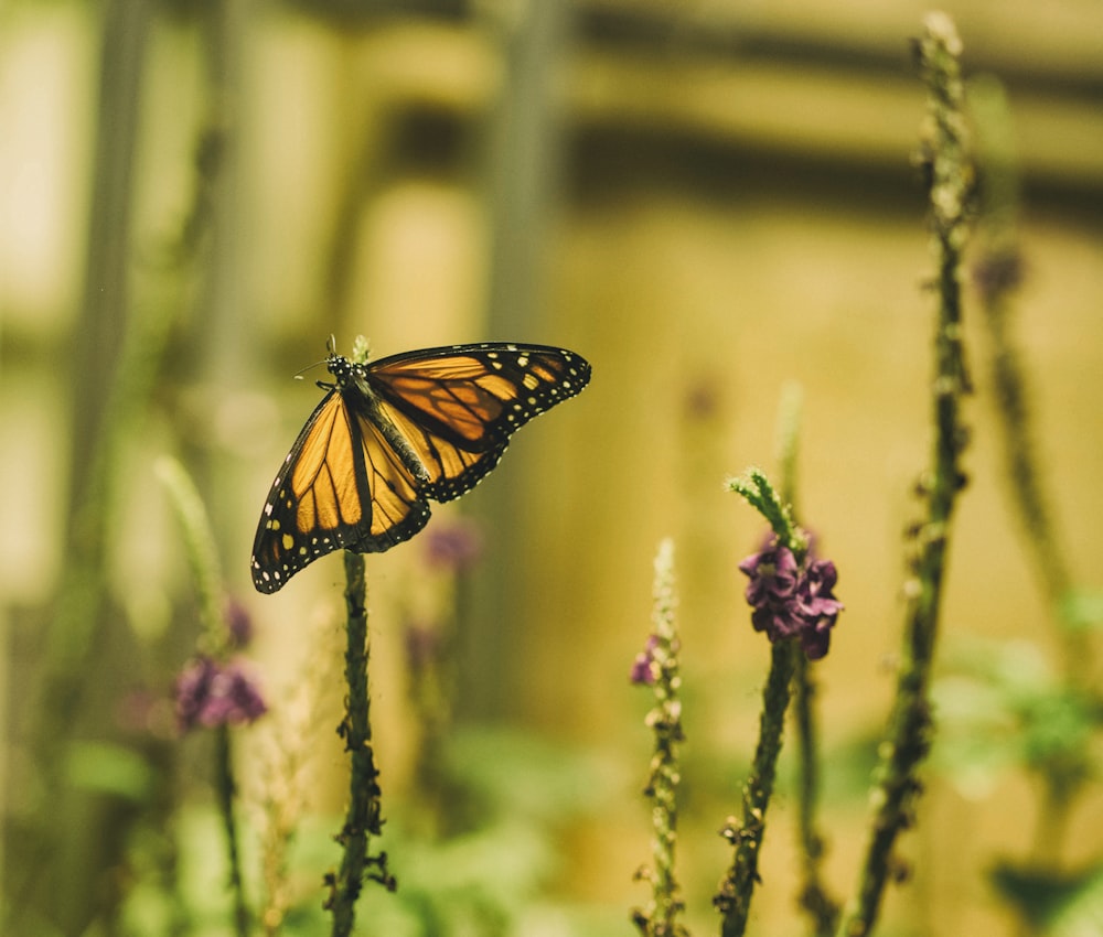 brown and black butterfly on plant