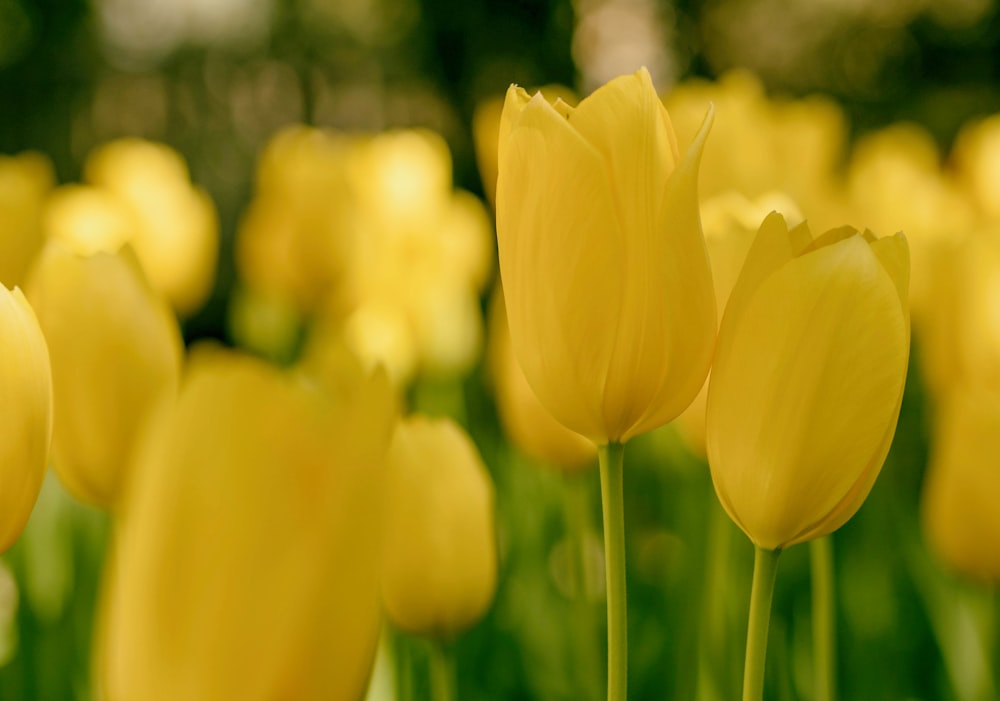 Fotografia de lente tilt shift de tulipas amarelas