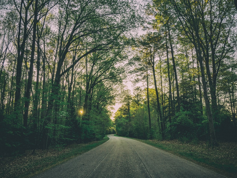 road surrounded with trees