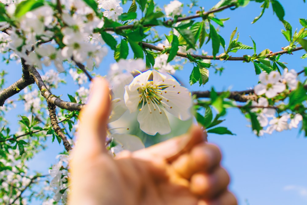 white petaled flowers