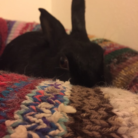 Close-up of a soft pastel crochet bunny nestled in a cozy knitted blanket.