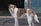 A mixed-breed dog with a white and brown coat is standing on a cracked concrete surface in front of a building with blue corrugated metal siding featuring star and moon patterns.