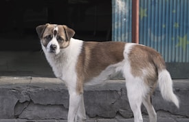 A mixed-breed dog with a white and brown coat is standing on a cracked concrete surface in front of a building with blue corrugated metal siding featuring star and moon patterns.