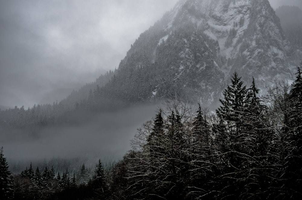 Nieve cubierta de montaña y árboles circundantes