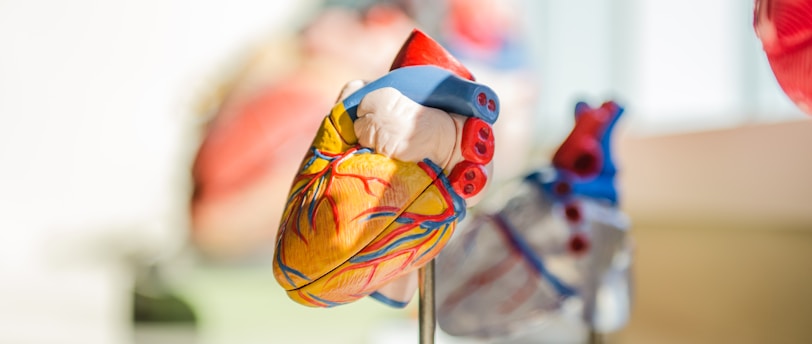 selective focus photography of heart organ illustration