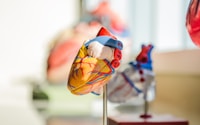 selective focus photography of heart organ illustration