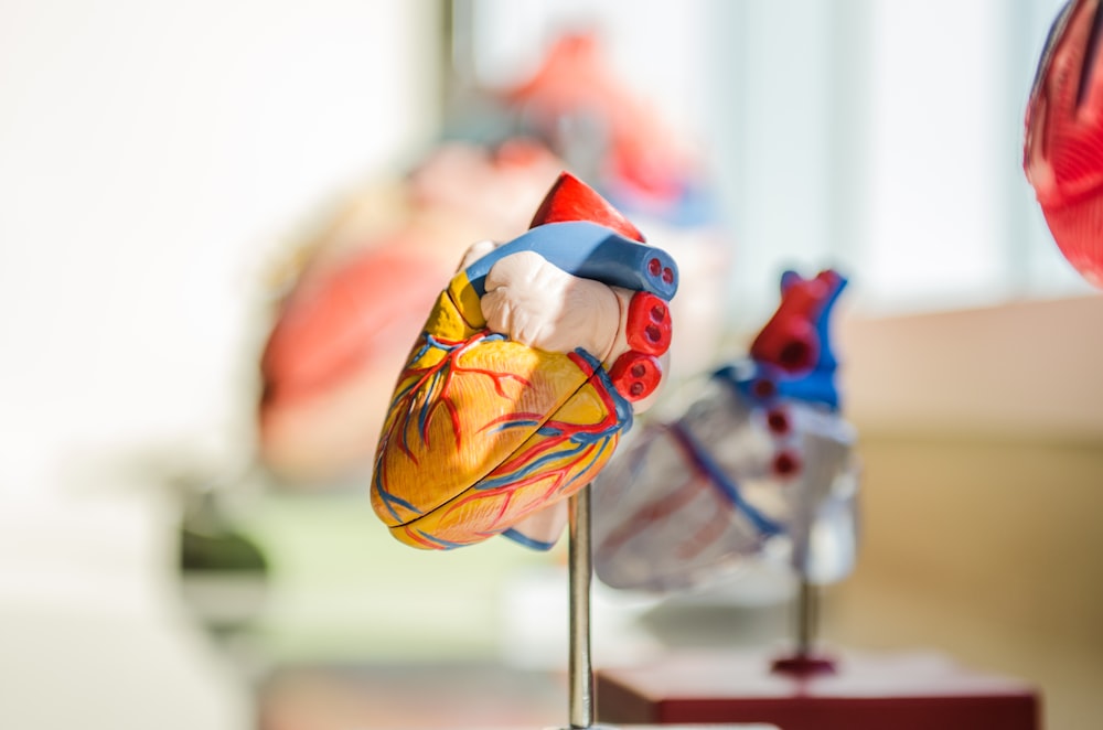fotografía de enfoque selectivo de la ilustración del órgano del corazón