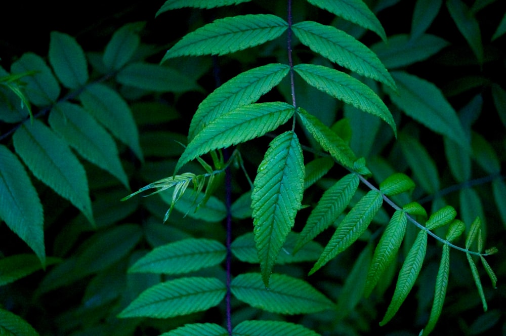 macro photography of leaves