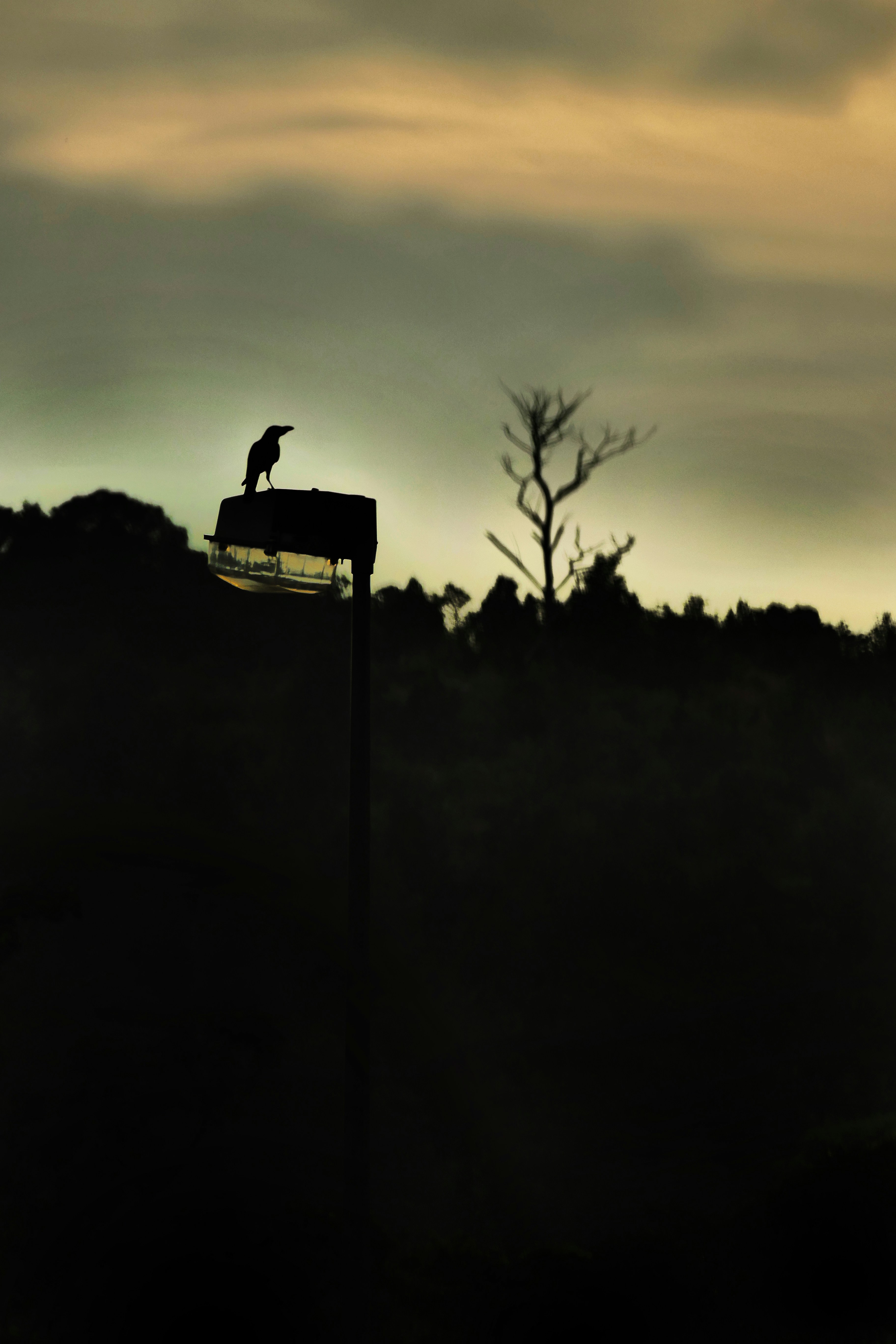 Free Unsplash photo from qinghill