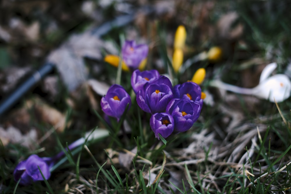 fotografia ravvicinata di fiori dai petali viola