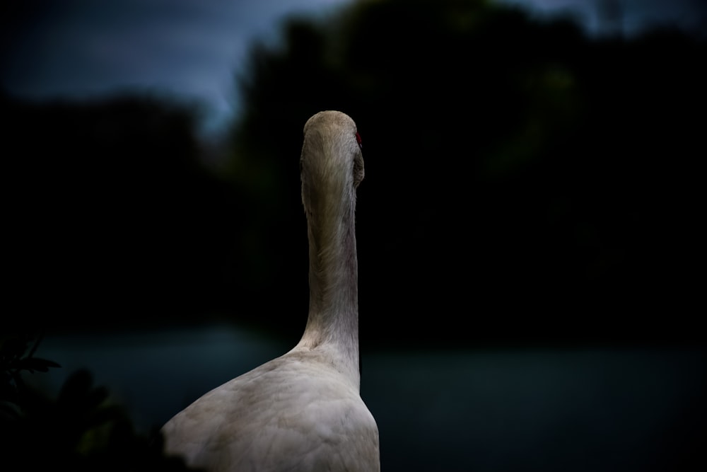 white long-neck animal photography
