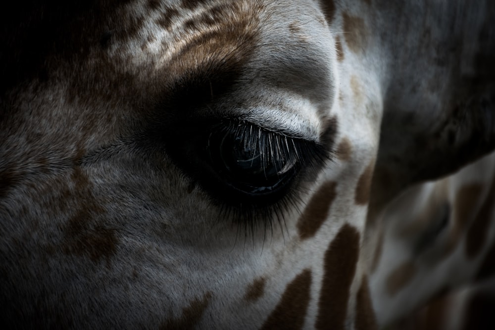 Auge der Giraffe