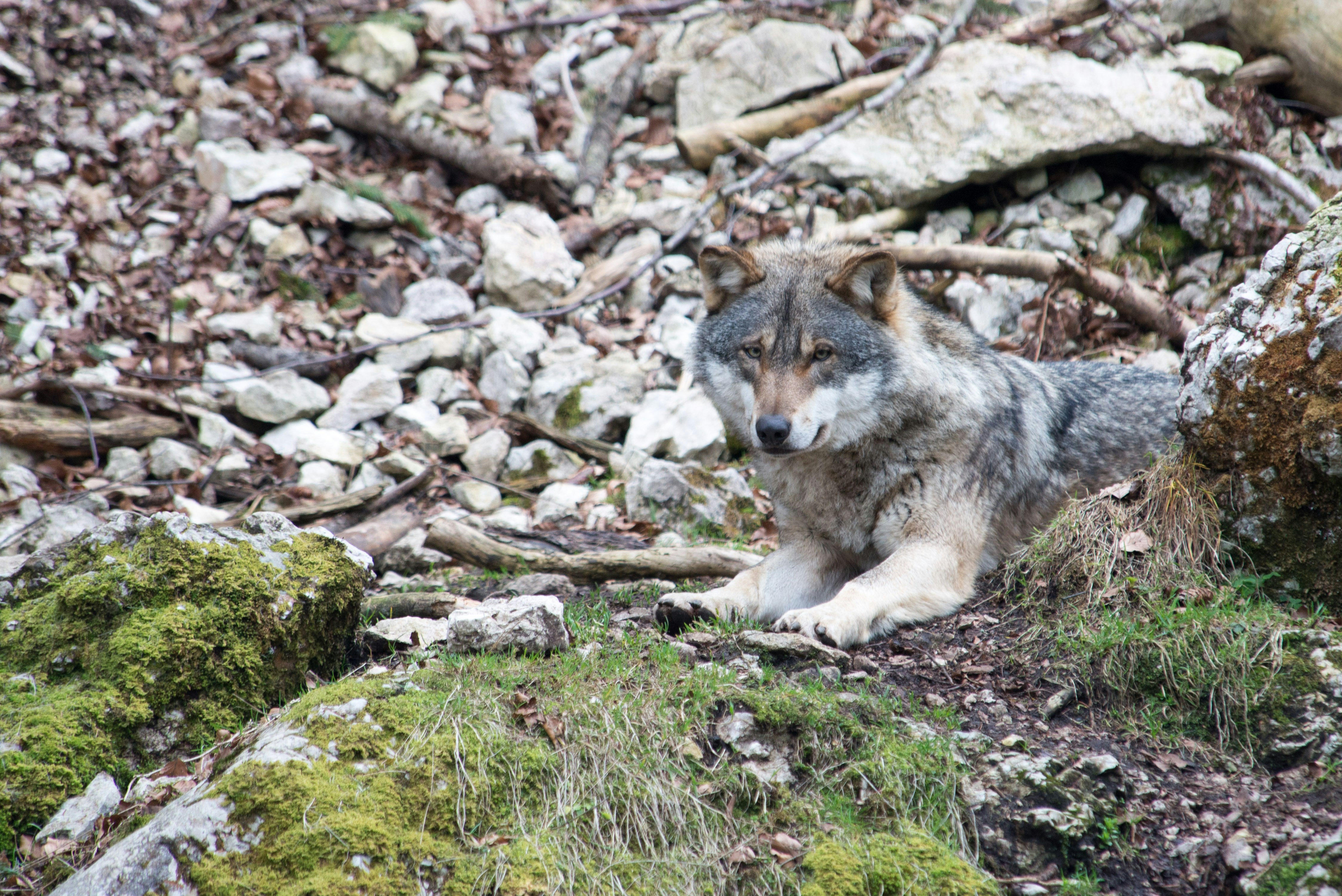 Free Unsplash photo from Magicphil Montes