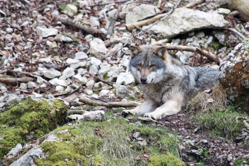 A wolf rests on a patch of grass and moss-covered rocks, surrounded by a rocky, natural terrain. The background is filled with scattered stones and fallen branches, creating a rugged and untamed environment.