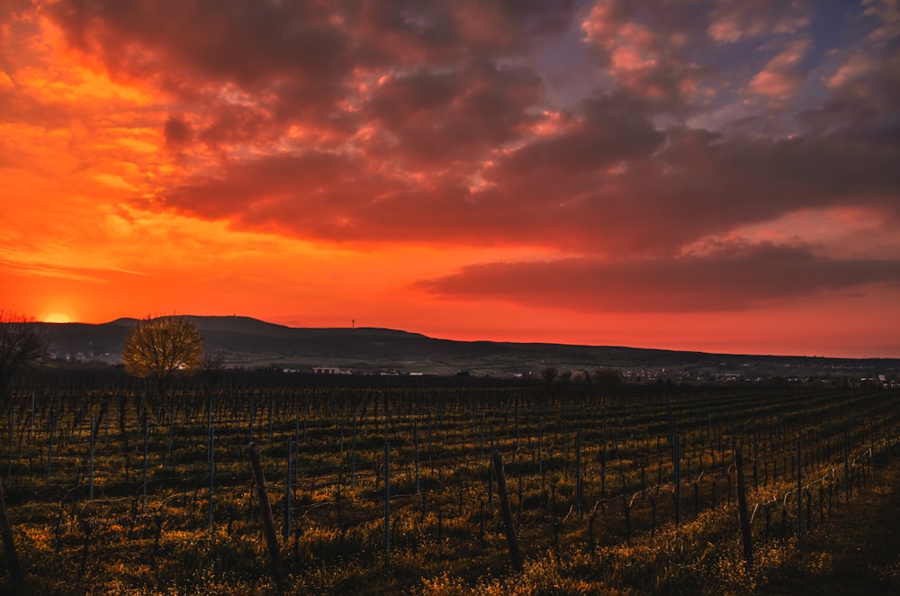 green grass field under orange and gray sky