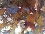 A variety of brown and green seaweed submerged in clear water with visible bubbles creating a reflective surface. The seaweed's detailed texture is accentuated by the sunlight. Smooth, rounded pebbles are visible through the water, adding depth.