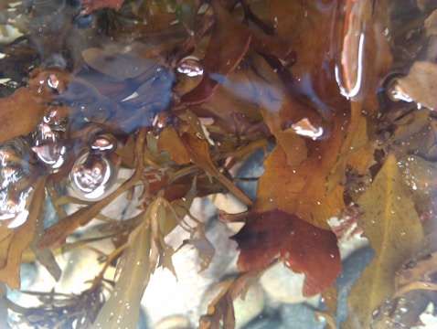 A variety of brown and green seaweed submerged in clear water with visible bubbles creating a reflective surface. The seaweed's detailed texture is accentuated by the sunlight. Smooth, rounded pebbles are visible through the water, adding depth.