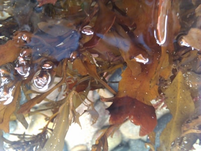 A variety of brown and green seaweed submerged in clear water with visible bubbles creating a reflective surface. The seaweed's detailed texture is accentuated by the sunlight. Smooth, rounded pebbles are visible through the water, adding depth.
