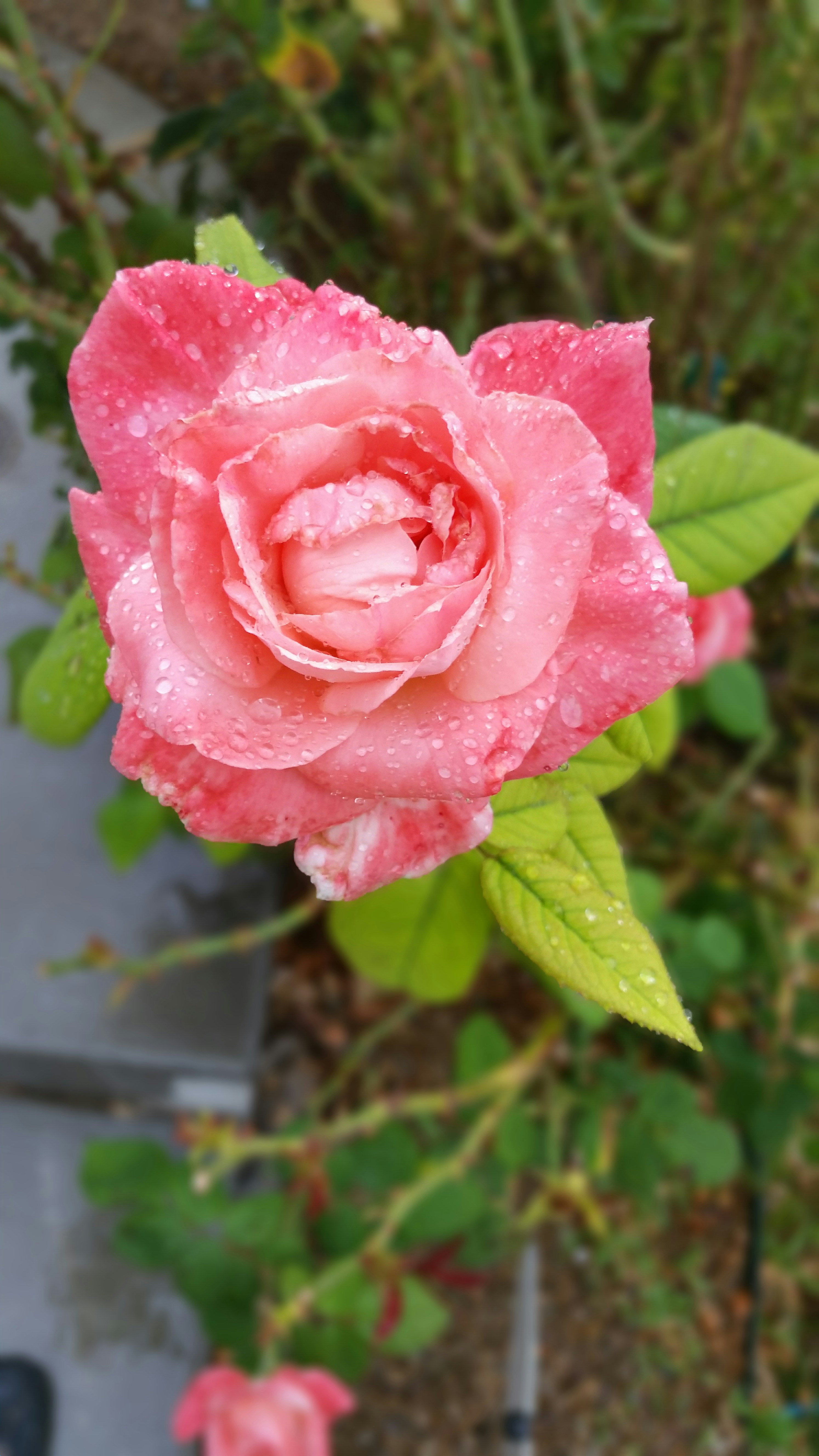 Free Unsplash photo from Kevin E