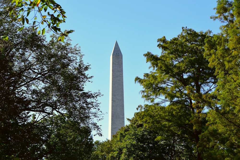 워싱턴 기념탑은 나무로 둘러싸여 있습니다